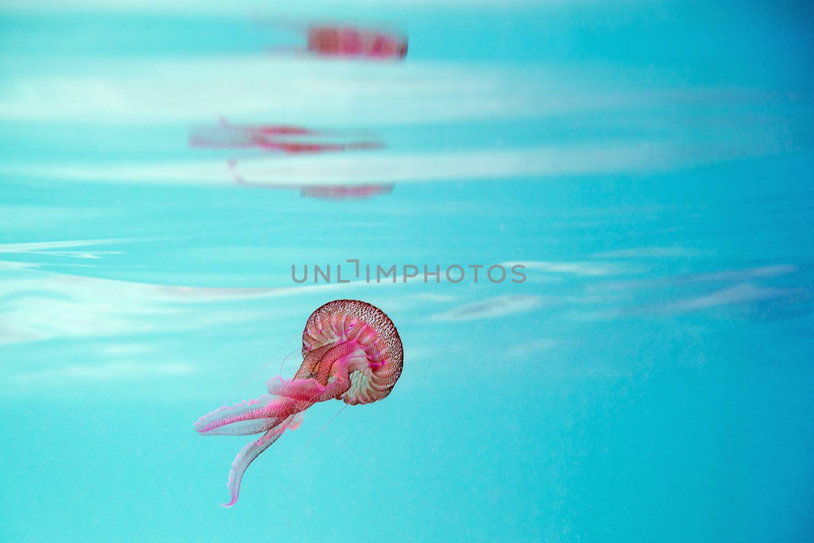 pink jellyfish swimming in a turquoise sea near the surface, pelagia noctiluca, luminescent acalefo. background with copy space for text