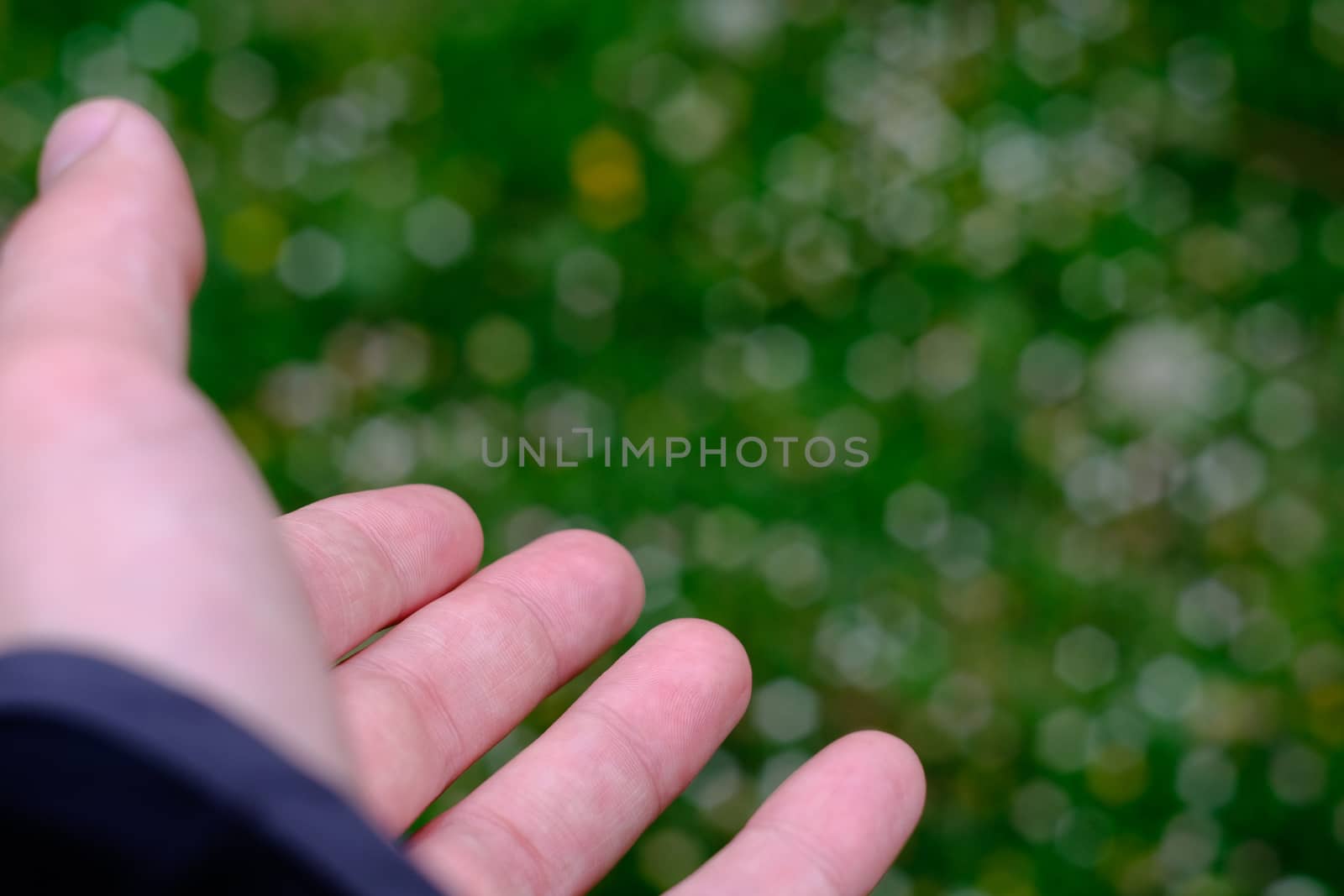 Several blurred white and yellow flowers over green grass field serves as a perfect blurred background signaled by a mans hand