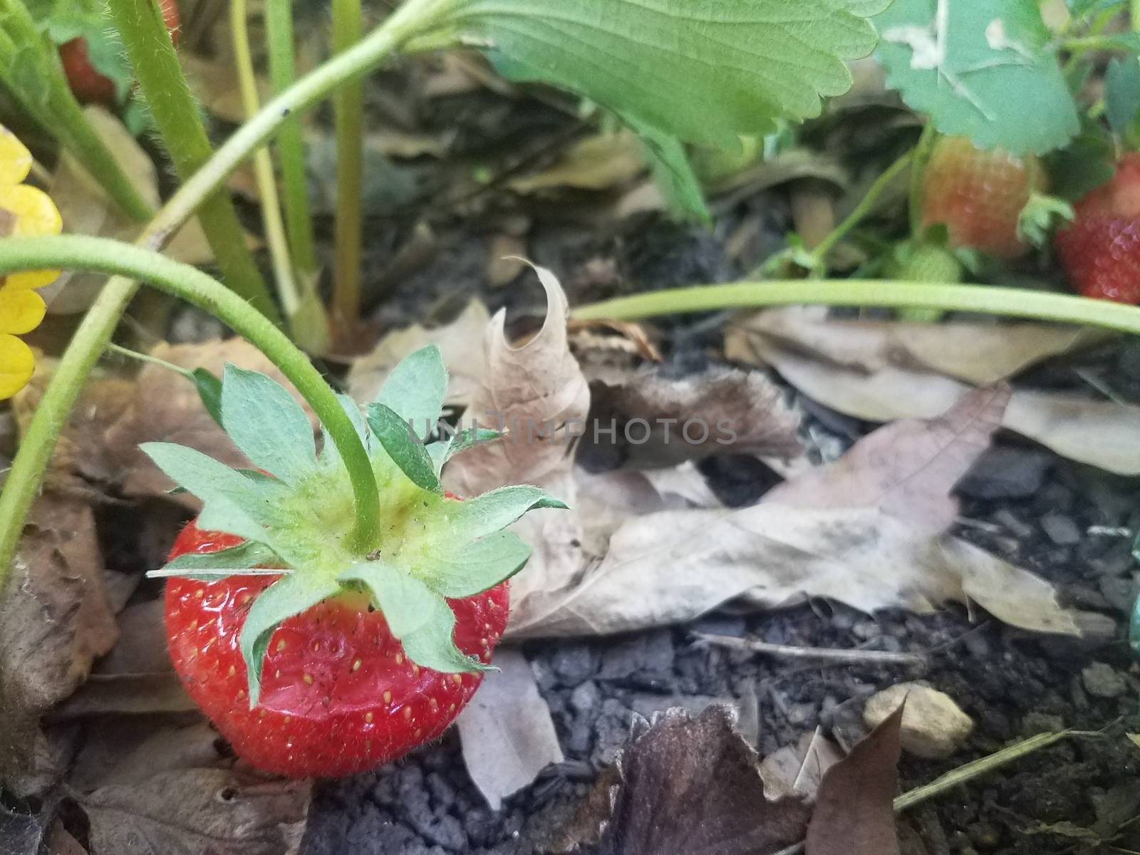 plump red strawberry fruit and green leaves in garden