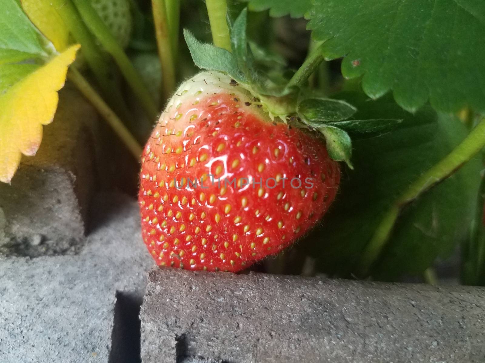 red strawberry fruit and green leaves in garden by stockphotofan1