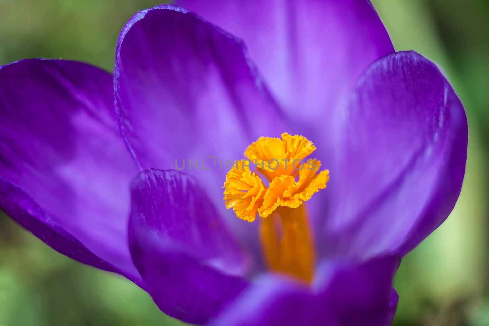 Spring flower a crocus a close up by sveter