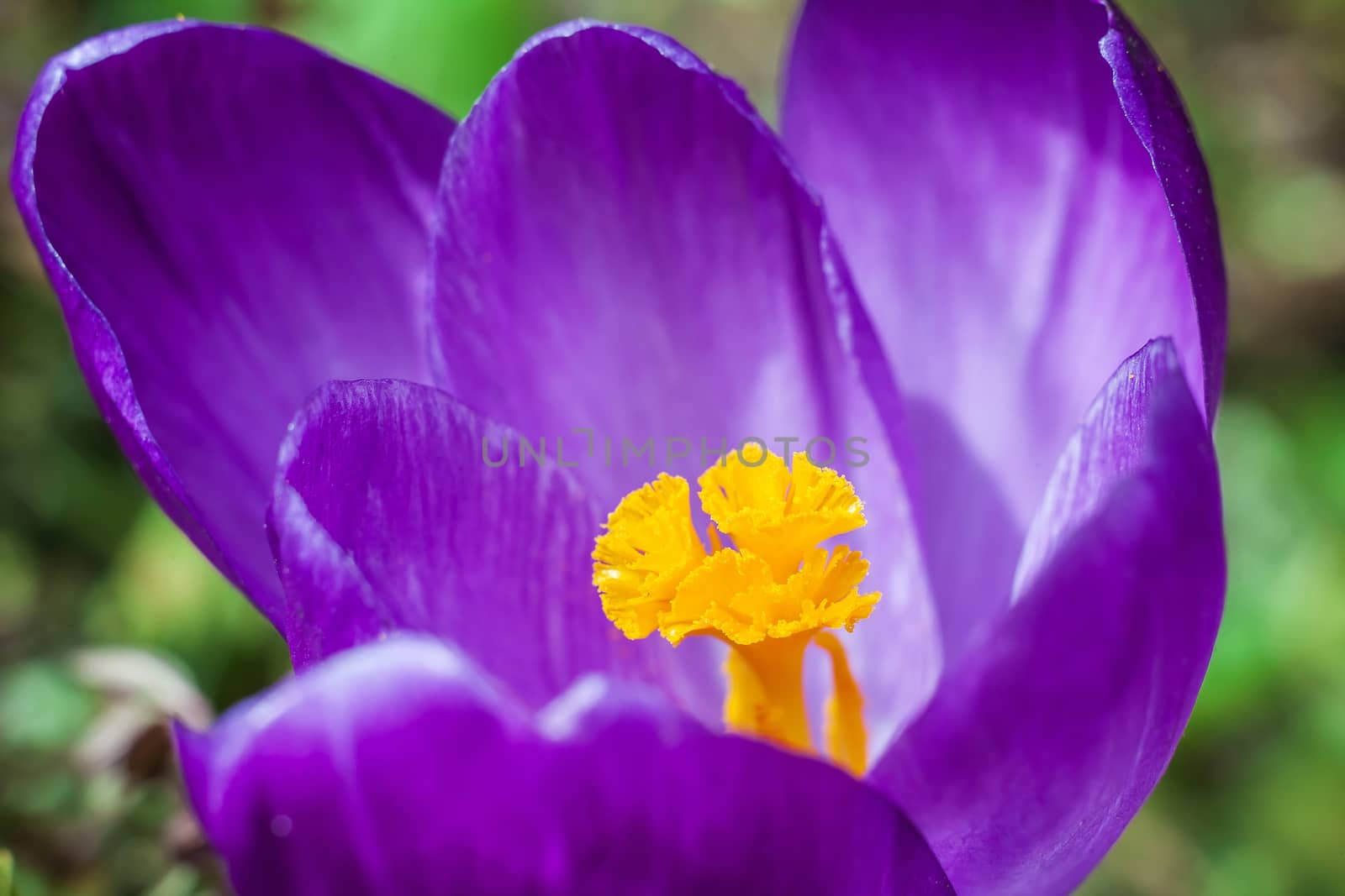 Spring flower a crocus with beautiful violet petals a close up