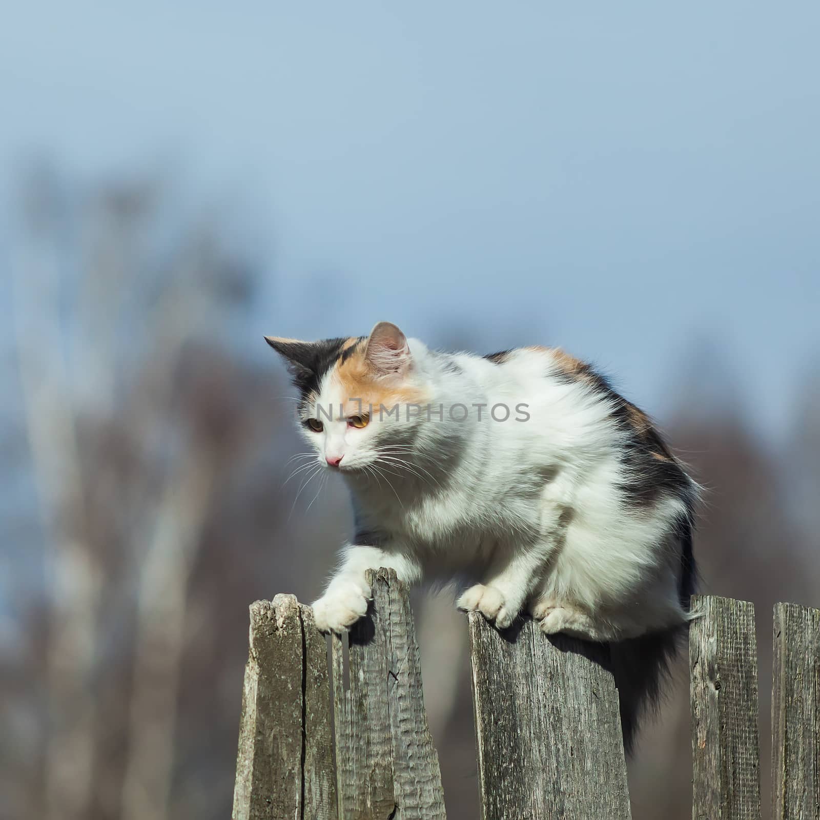 The three-colored cat sits on a fence