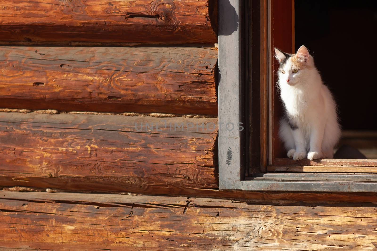 Young three-colored cat in a doorway in sunny day