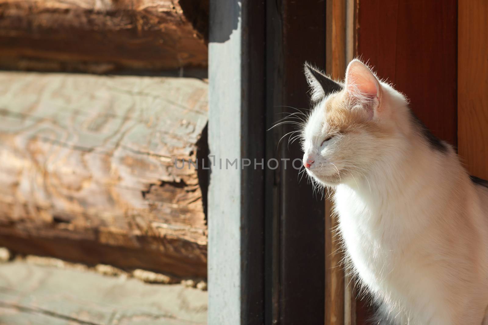 Young three-colored cat in a doorway in sunny day