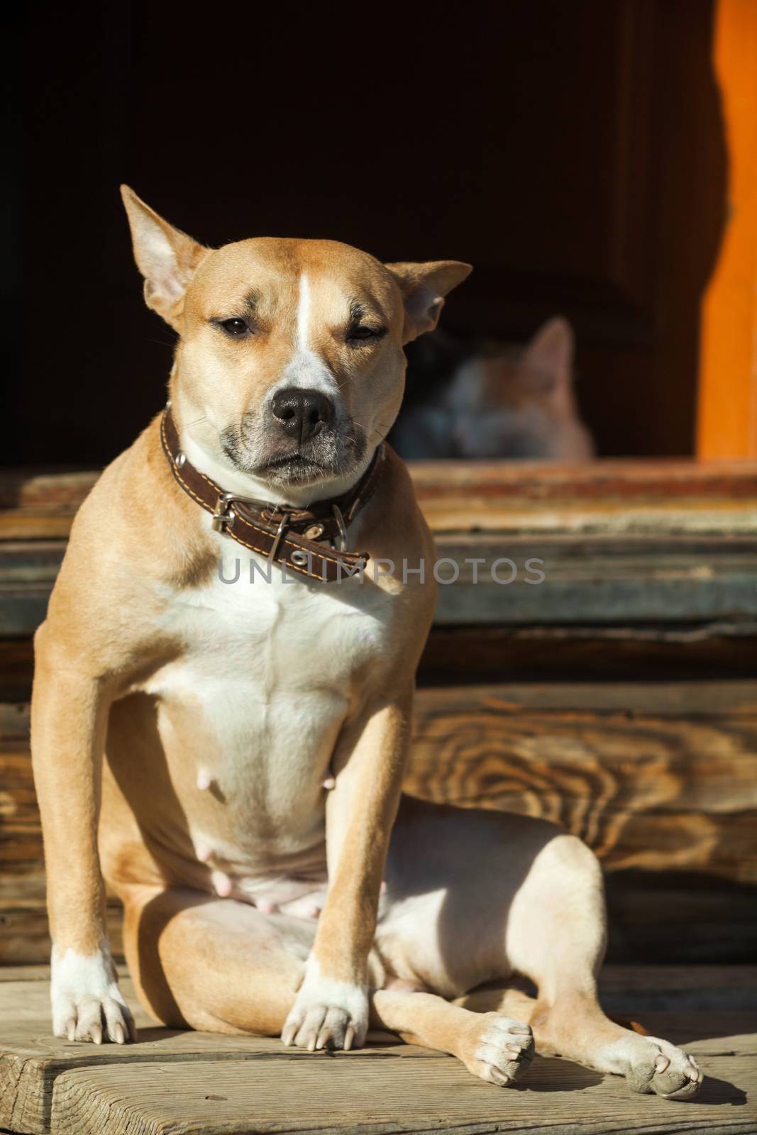 The dog sits on the steps of near cat lying in a doorway