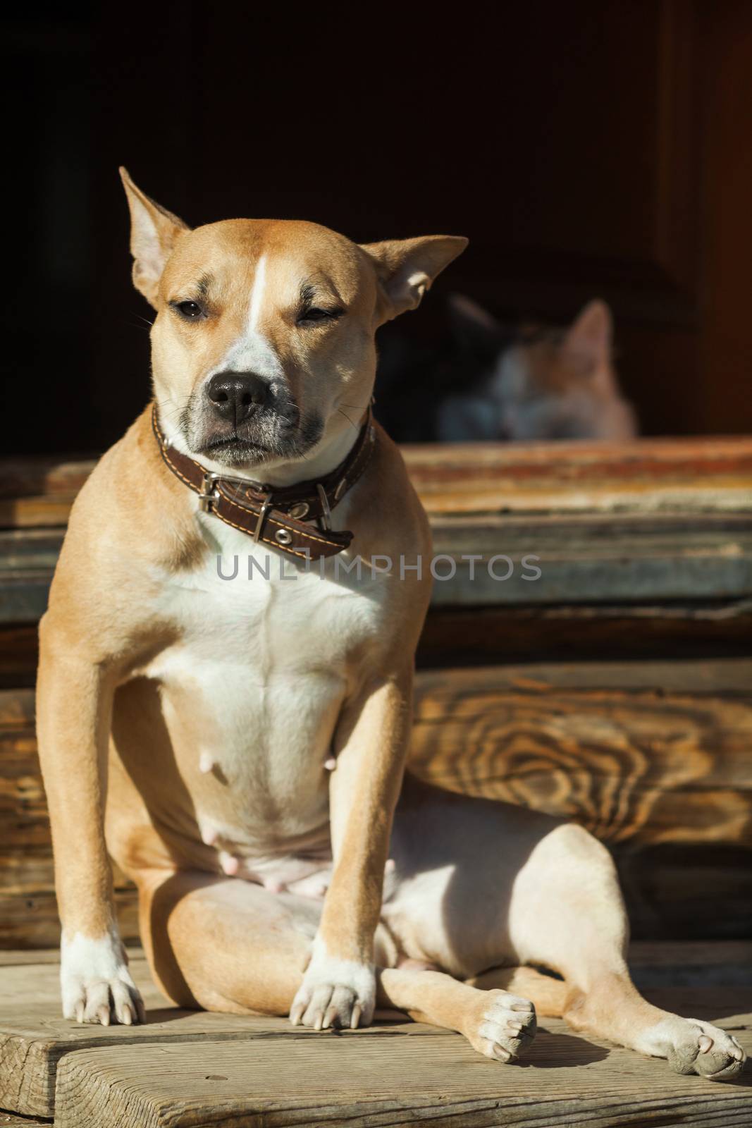 The dog sits on the steps of near cat lying in a doorway