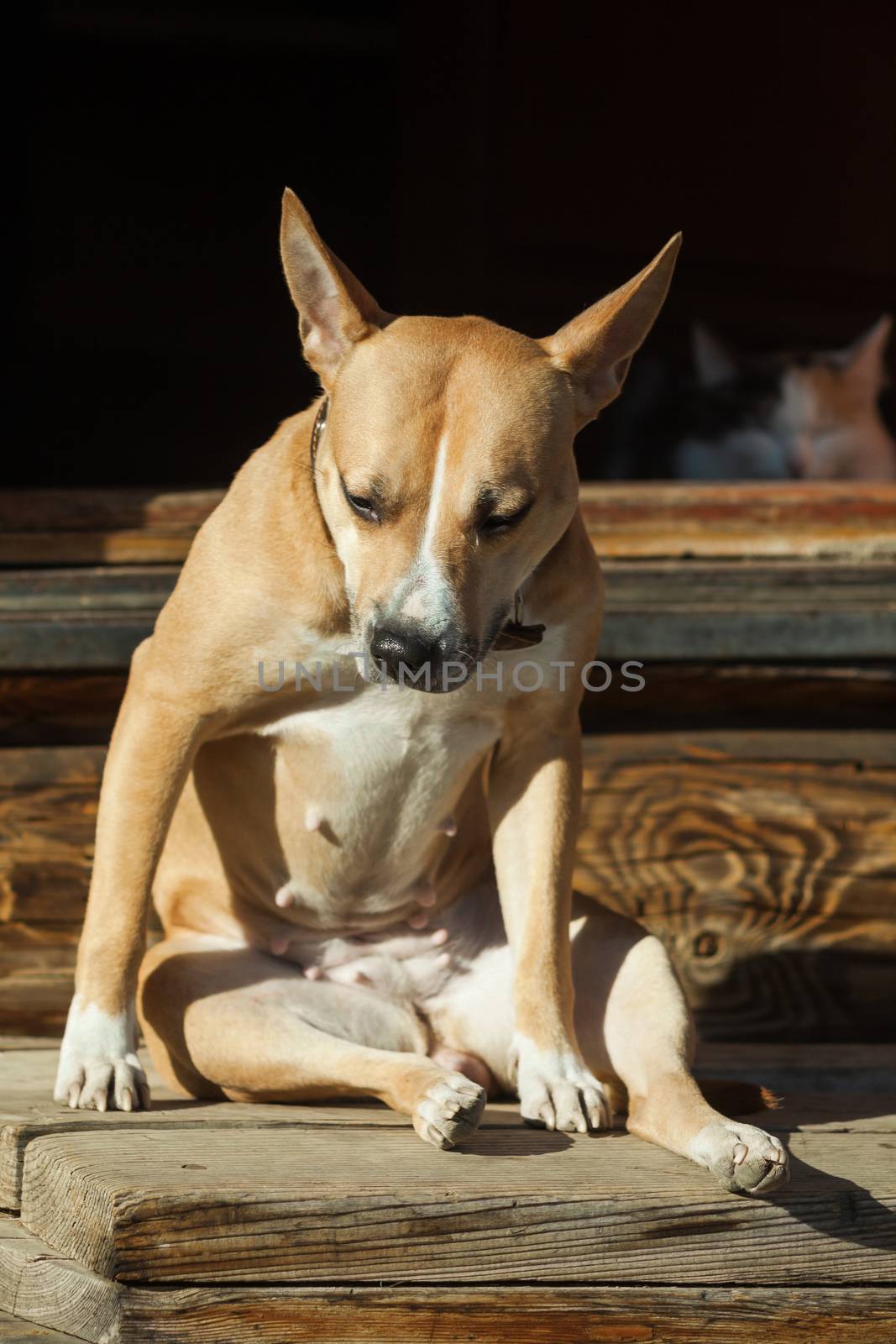 The dog sits on the steps of near cat lying in a doorway