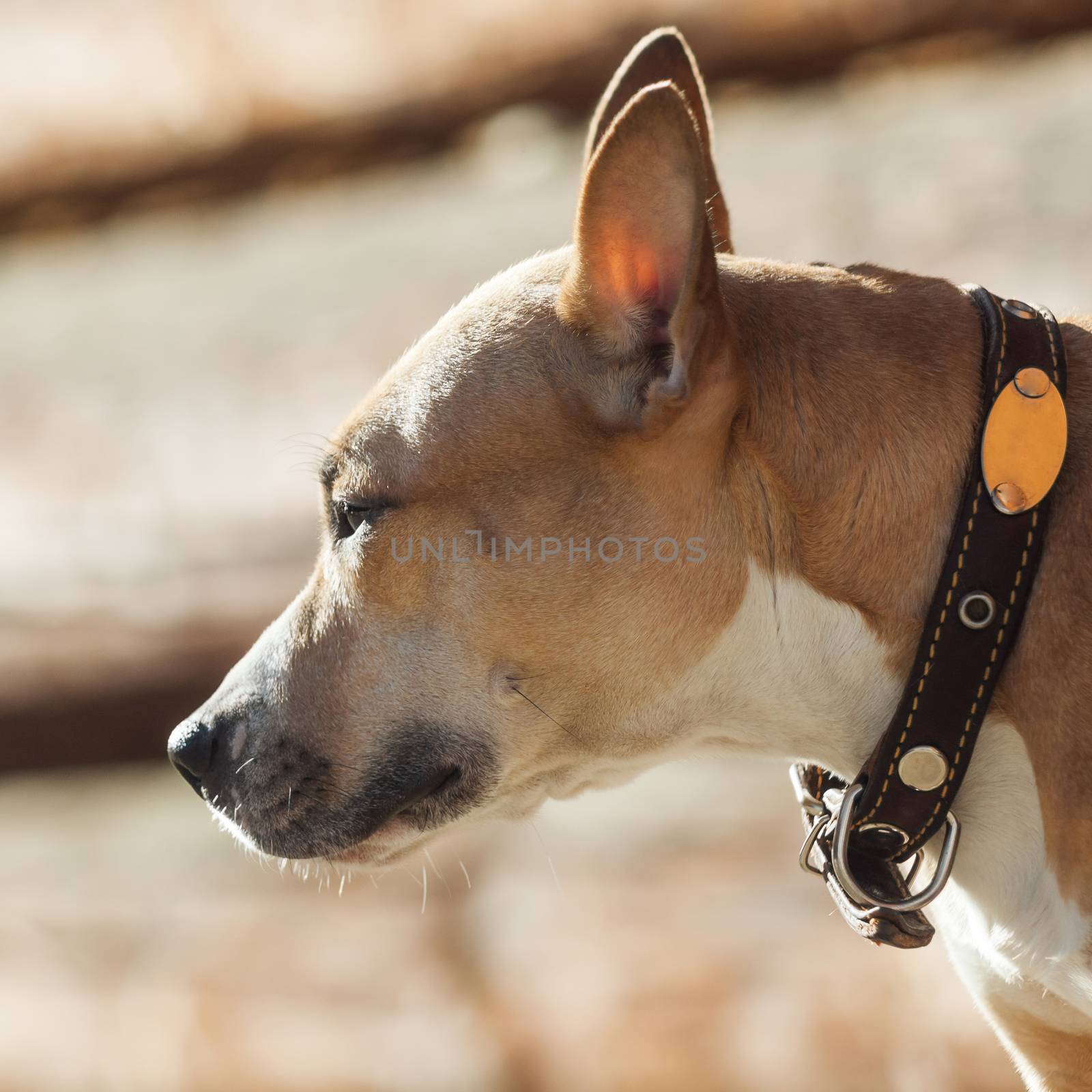 beautiful red dog with a collar looking at left