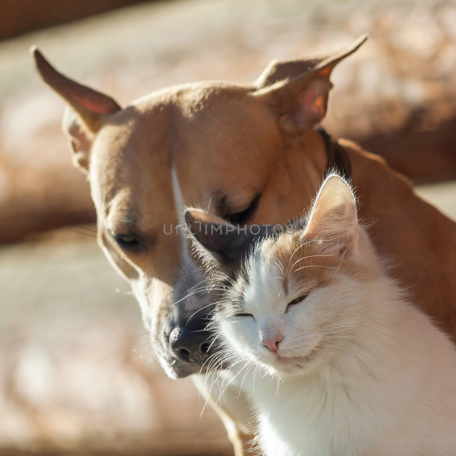 Dog and cat playing together outdoor