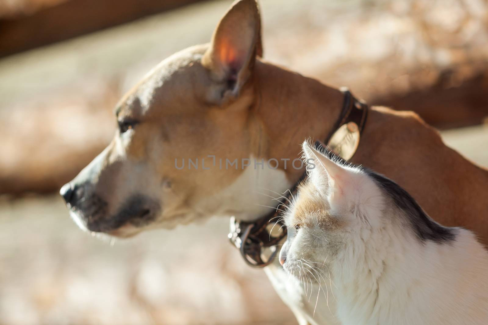 Dog and cat playing together outdoor