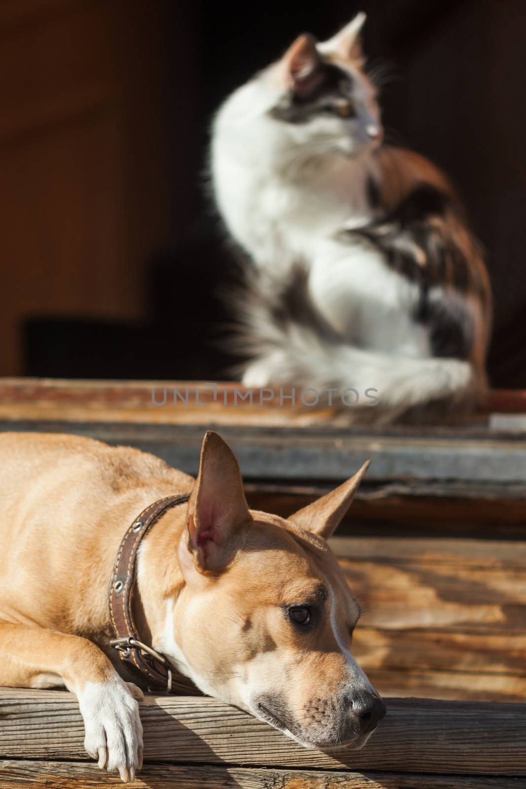 The dog lies on the steps of near cat lying in a doorway