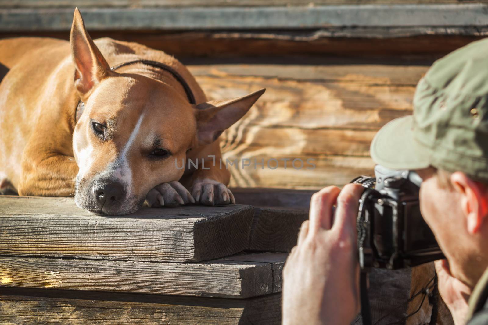 The photographer photographs the sleeping dog by sveter