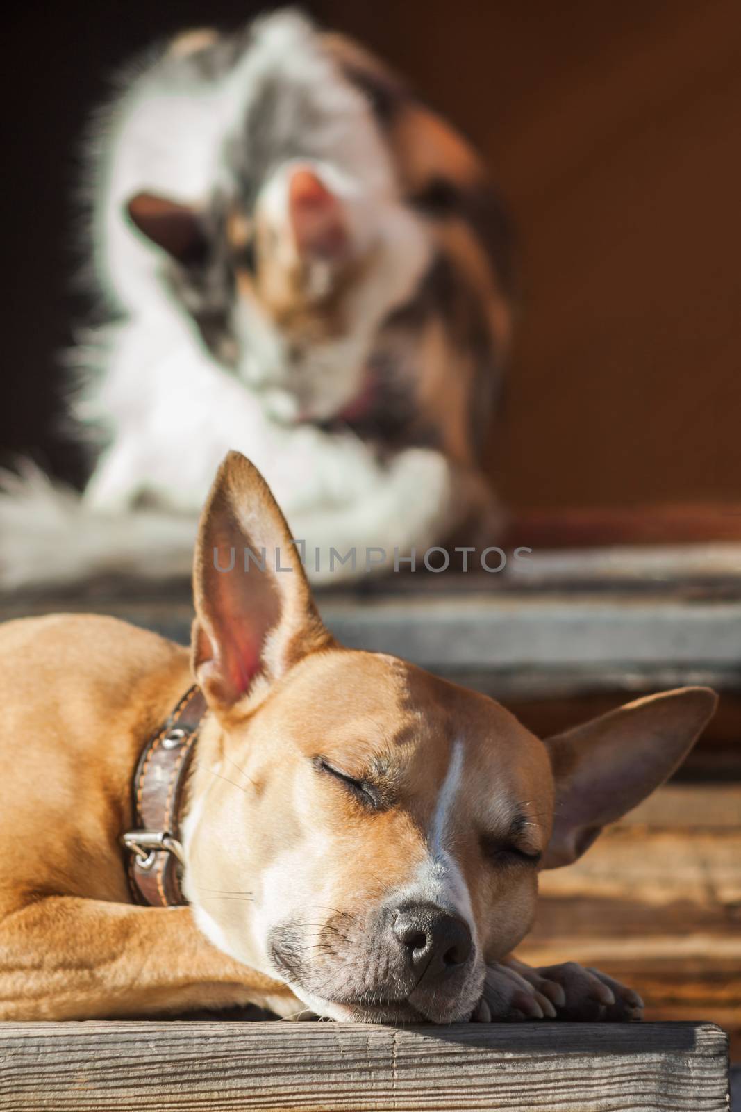 The dog lies on the steps of near cat lying in a doorway