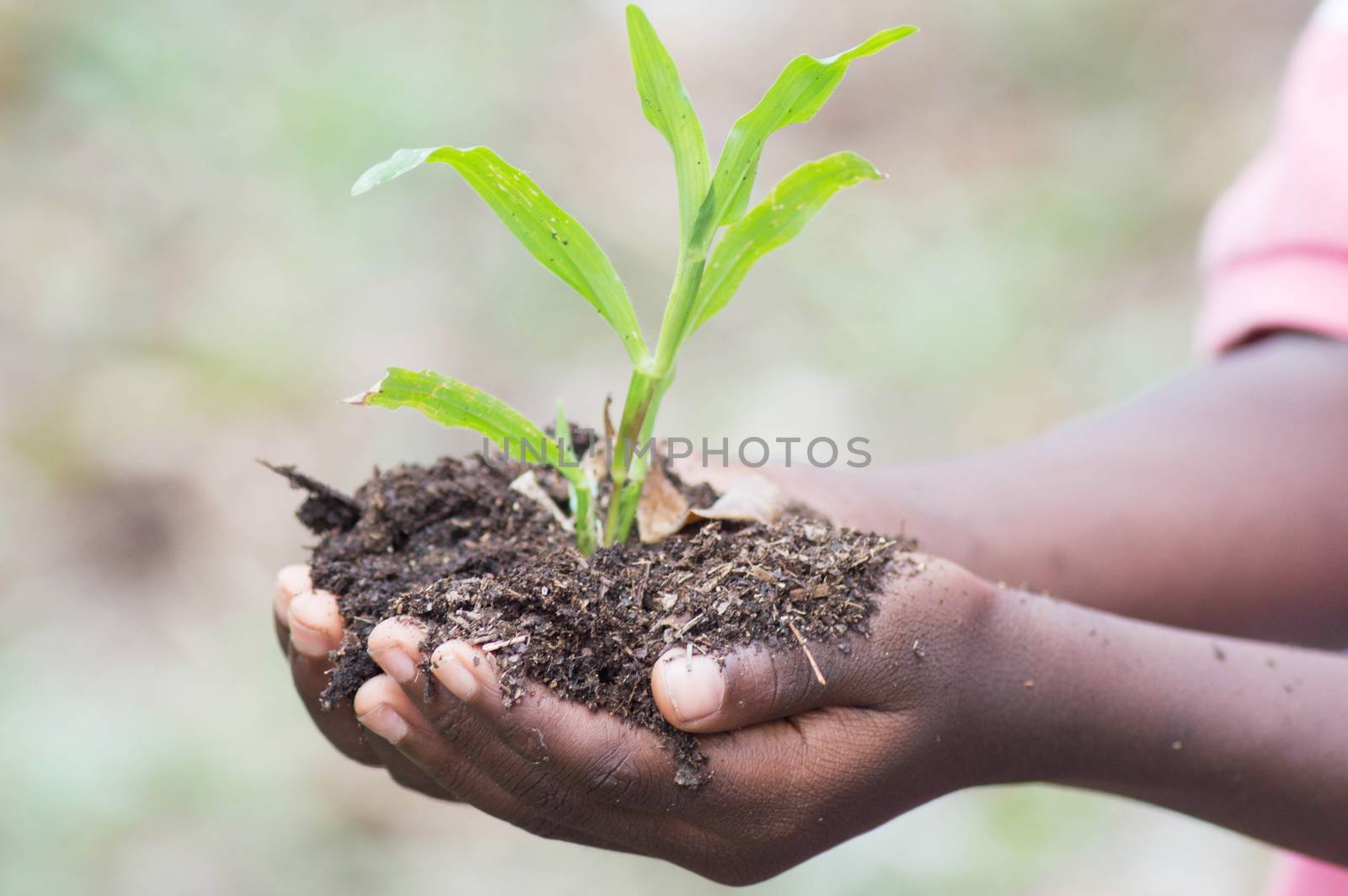 This child shows how to plant grass.