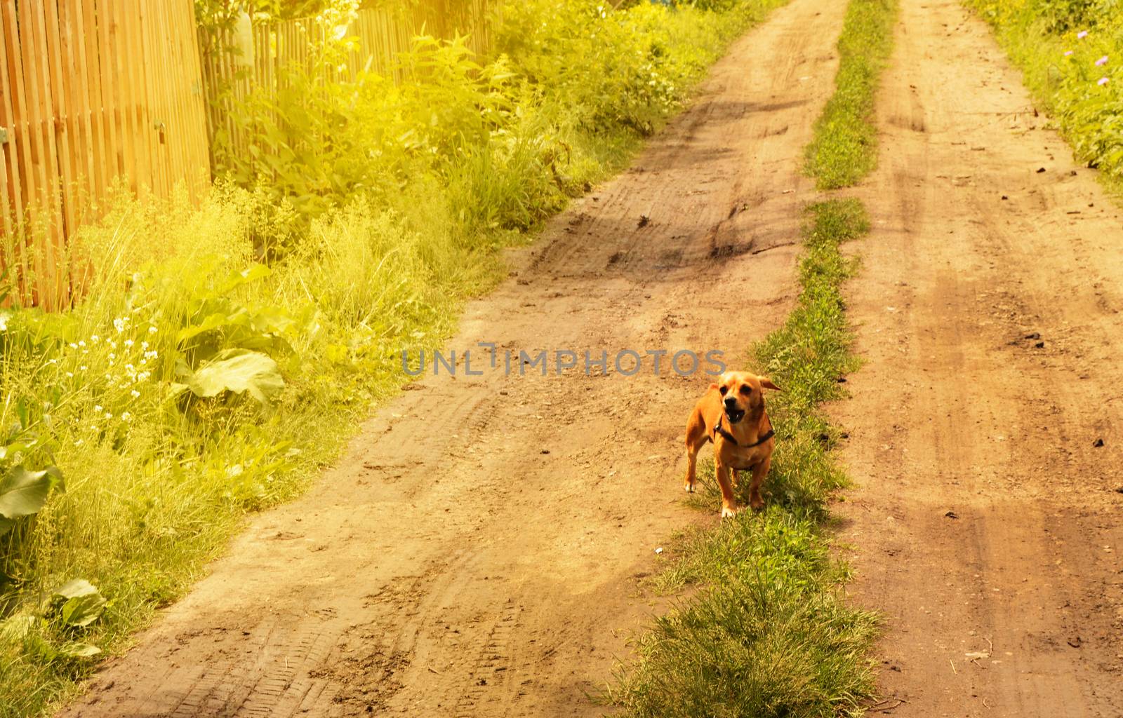 Little angry red dog stands on the road and looks aggressively, outdoors on a summer day by claire_lucia