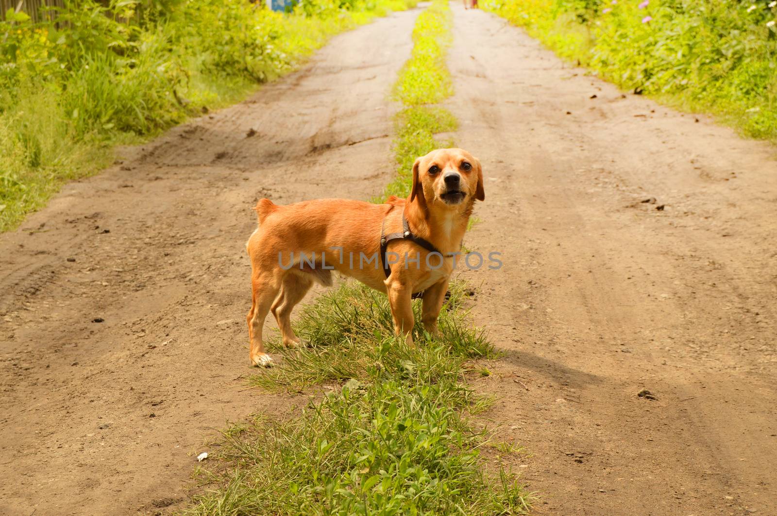 Little angry red dog stands on the road and looks aggressively, outdoors on a summer day.