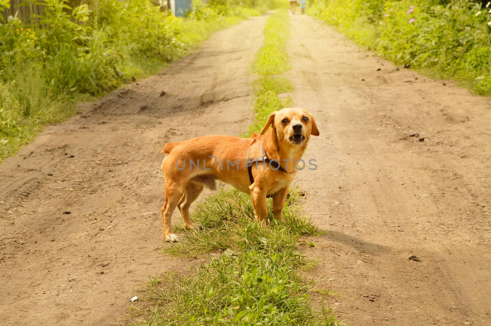 Little angry red dog stands on the road and looks aggressively, outdoors on a summer day by claire_lucia