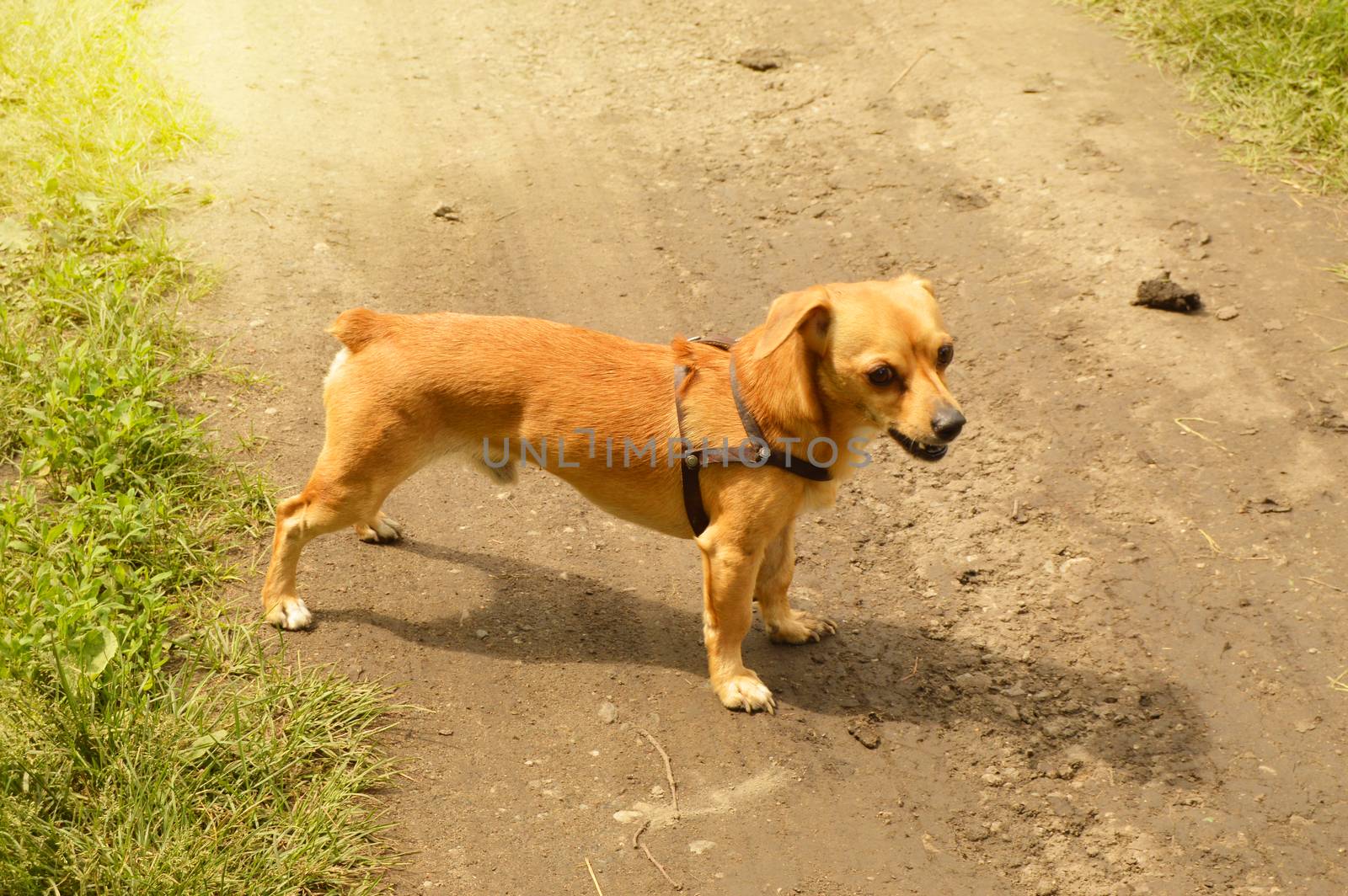 Little angry red dog stands on the road and looks aggressively, outdoors on a summer day.