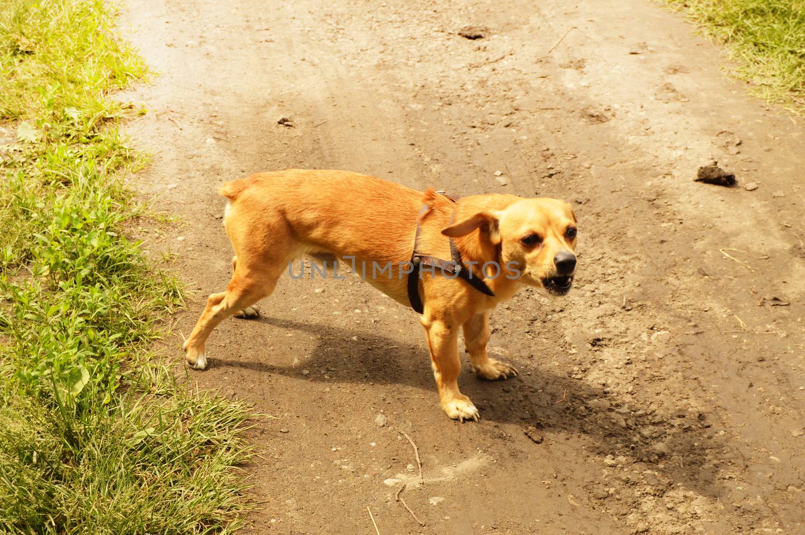 Little angry red dog stands on the road and looks aggressively, outdoors on a summer day.