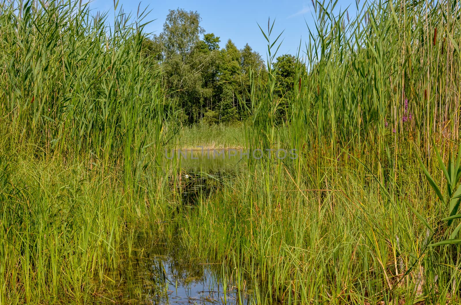 Reeds at the pond with blue sky nature background