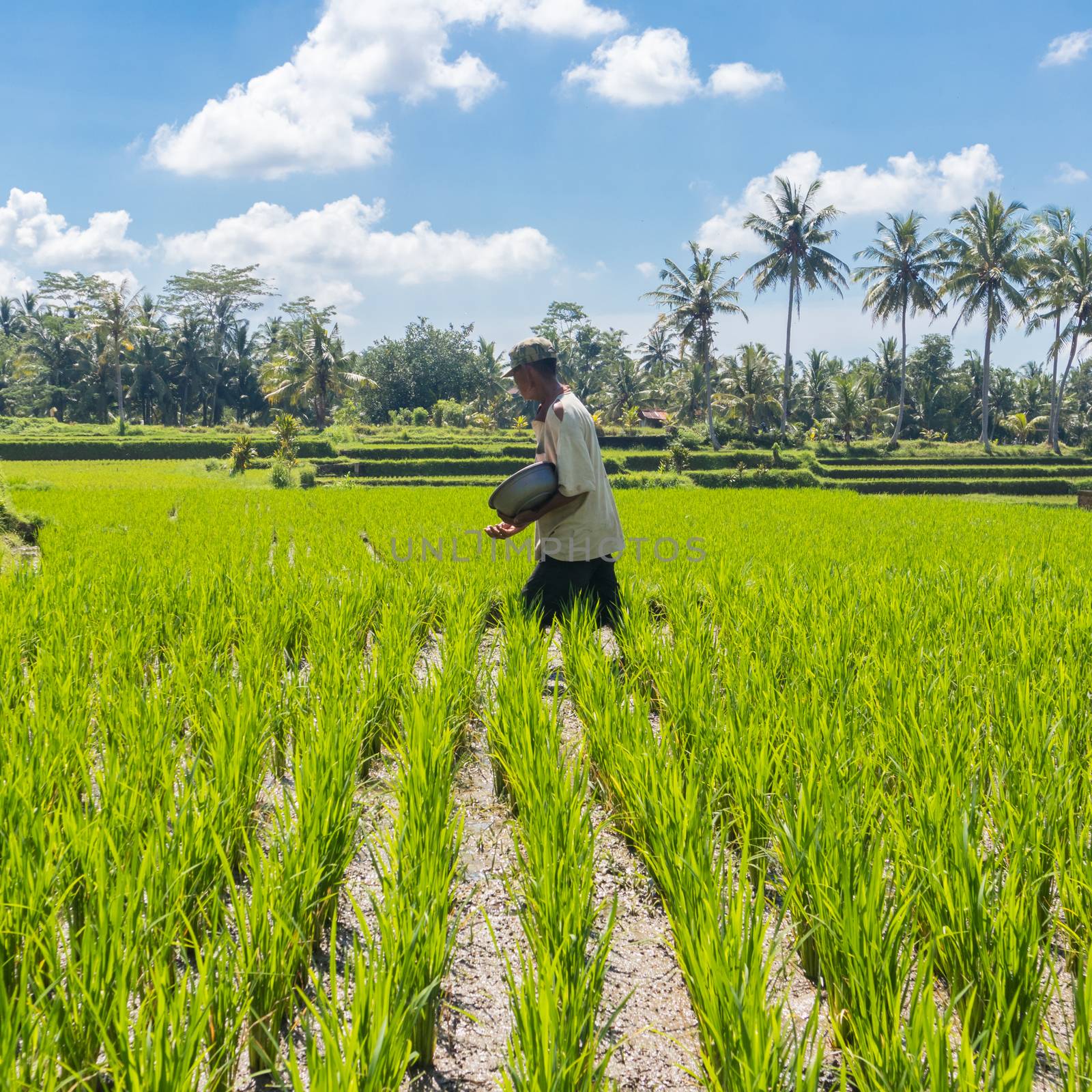 Male farmer working in beautiful rice terrace plantation near Ubud,Bali, Indonesia, south east Asia by kasto