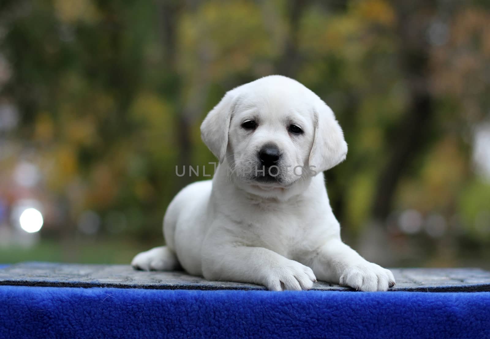 a little yellow labrador puppy sitting on blue background