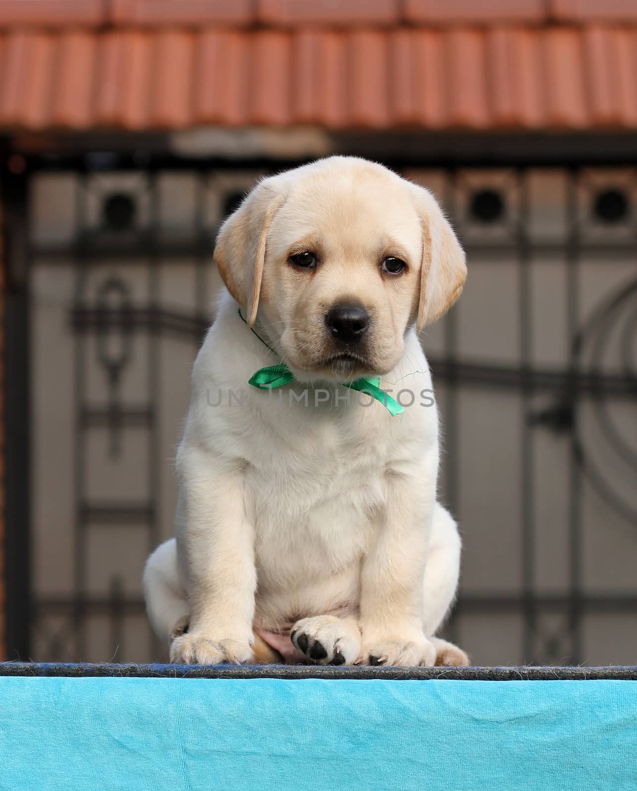 sweet little yellow labrador puppy sitting on blue background