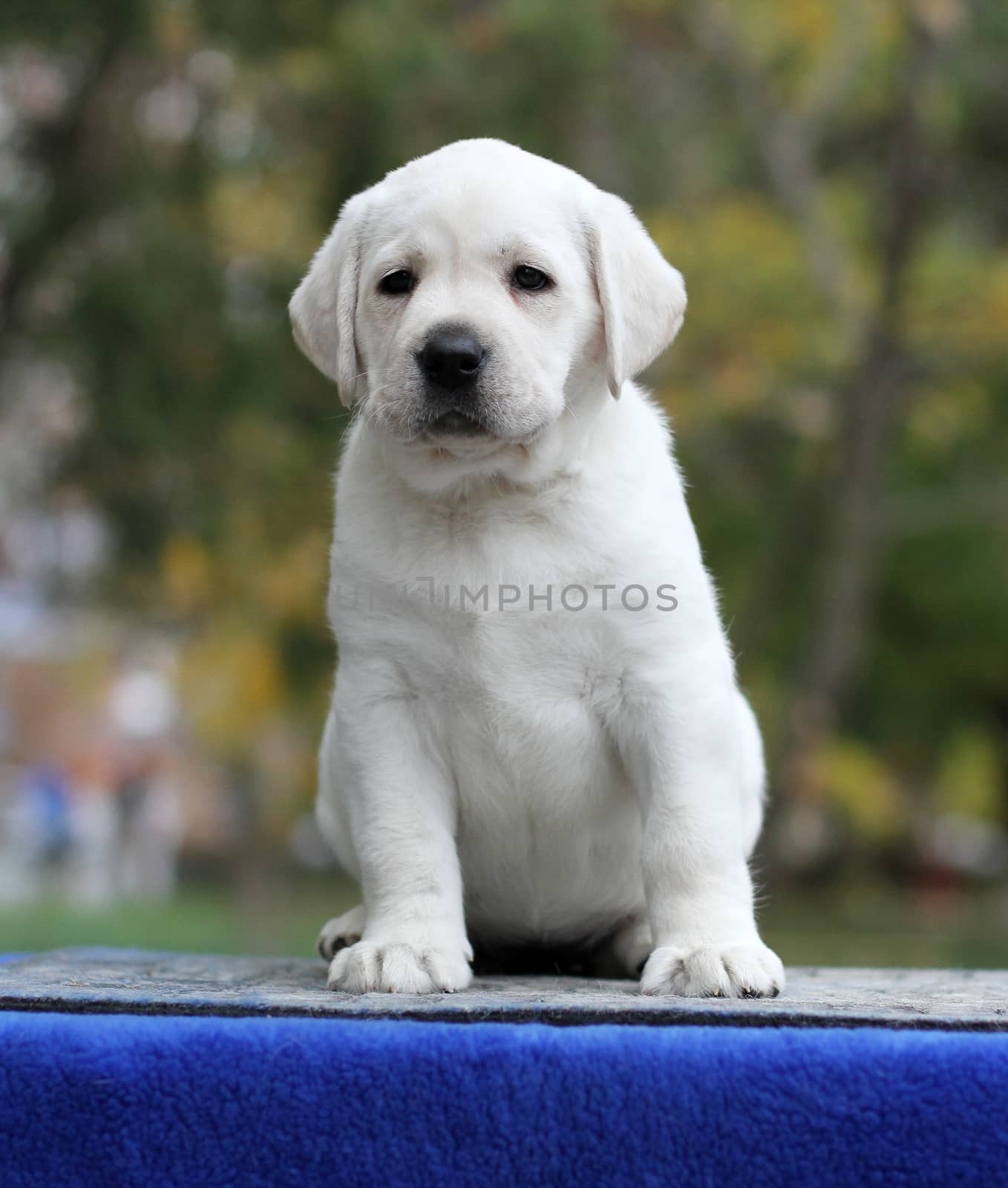 little yellow labrador puppy sitting on blue background