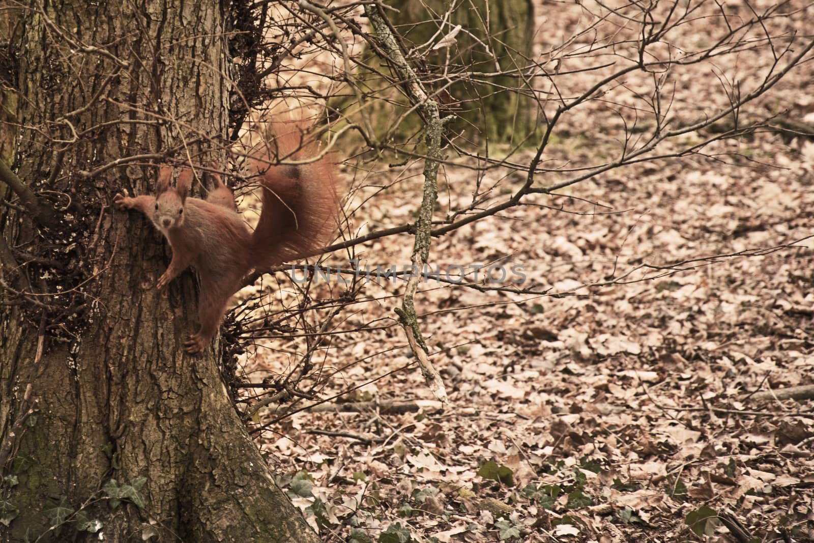 squirrel on a tree in a jump position. amazing photo