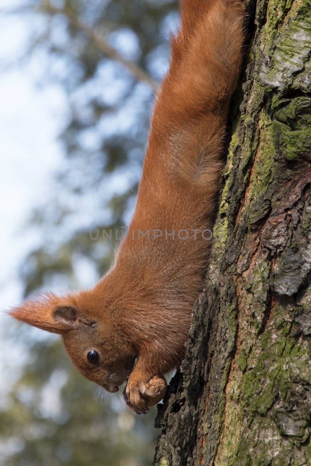 squirrel on a tree holding a nut. a beautiful photo