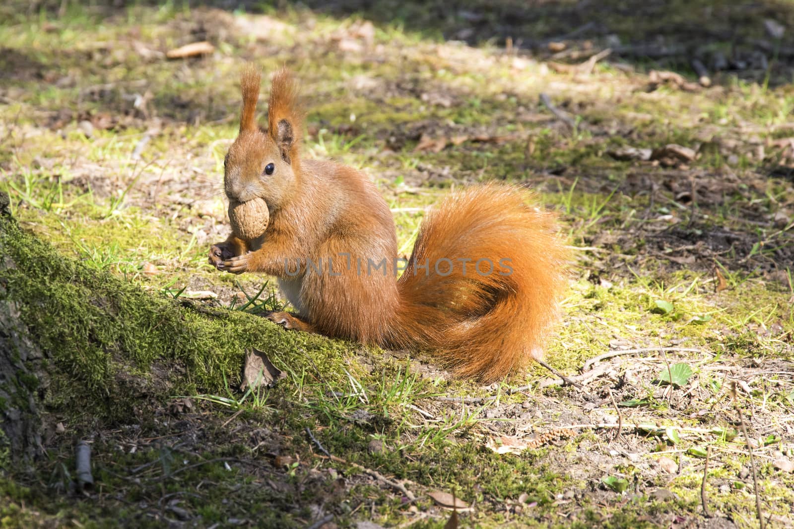 Squirrel with nut. Red rodent animal in autumn park