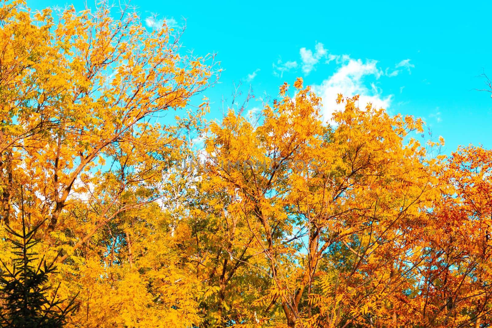 Trees with autumn yellow and orange leaves. Against the blue sky.