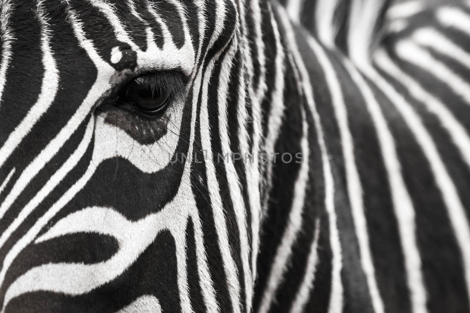 A zebra face up close. Makes a nice background.