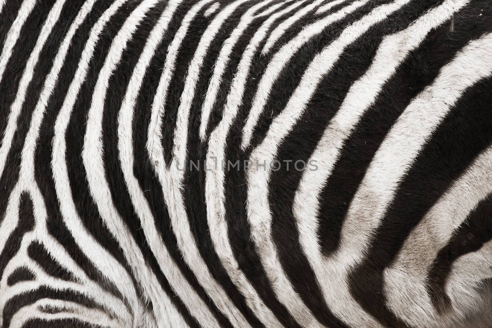 Photo of the Zebra Skin Fur Texture Background filled frame