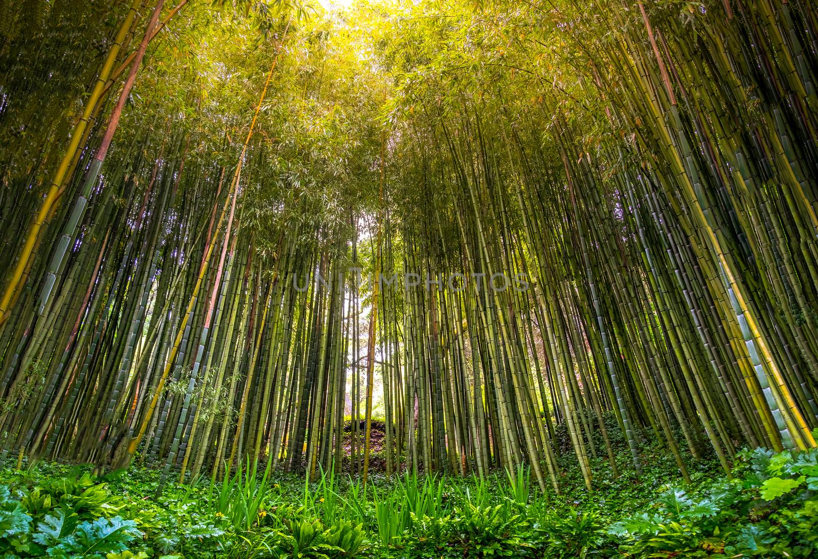 dense bamboo zen grove forest sun rays filter through trees in zen grove by LucaLorenzelli