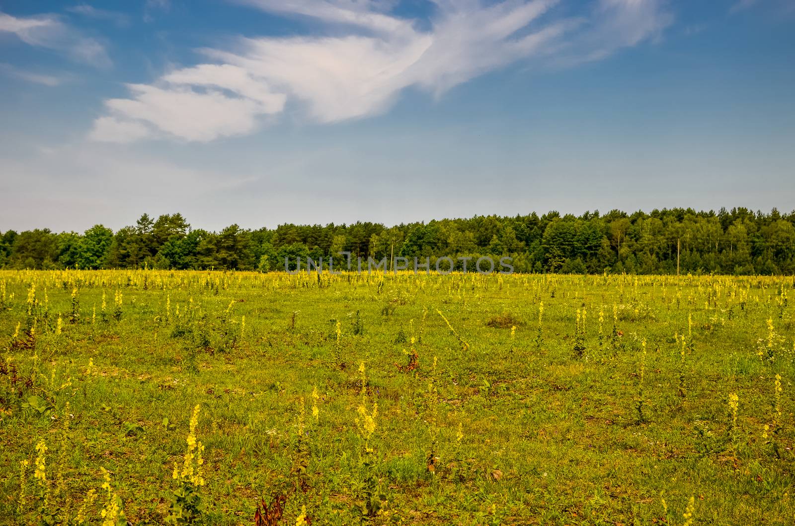 Verbascum nigrum black mullein flower and view of the meadow, pasture by kimbo-bo