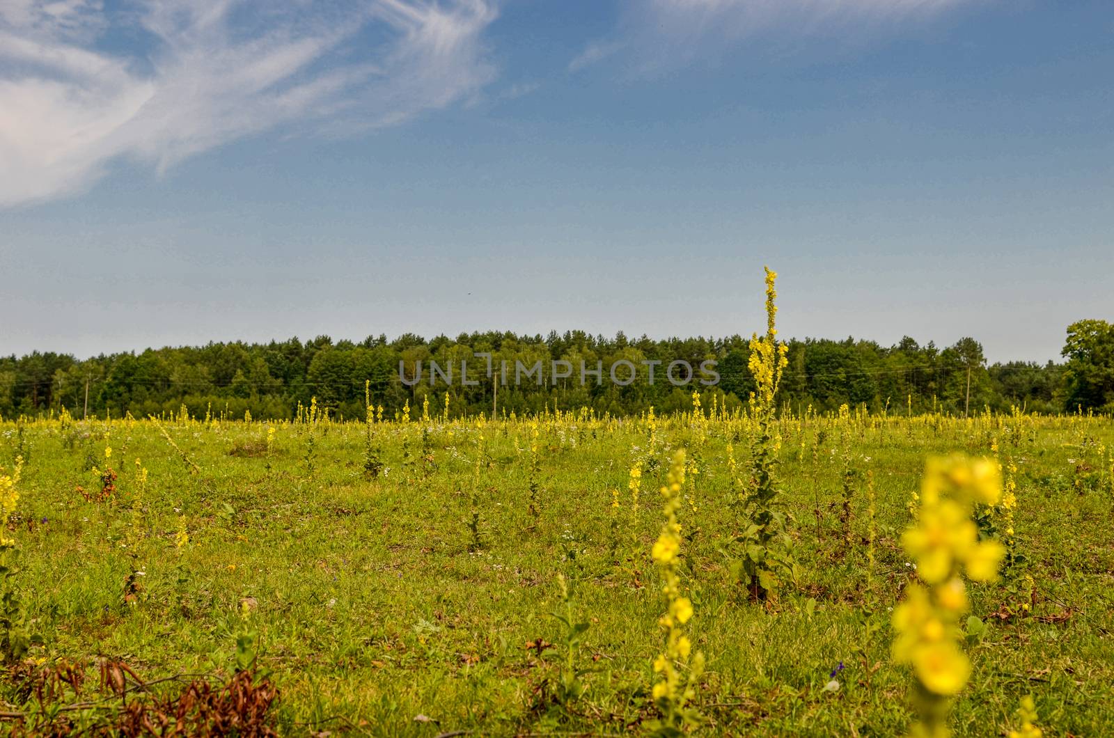 Verbascum nigrum black mullein flower and view of the meadow, pasture, Ukraine