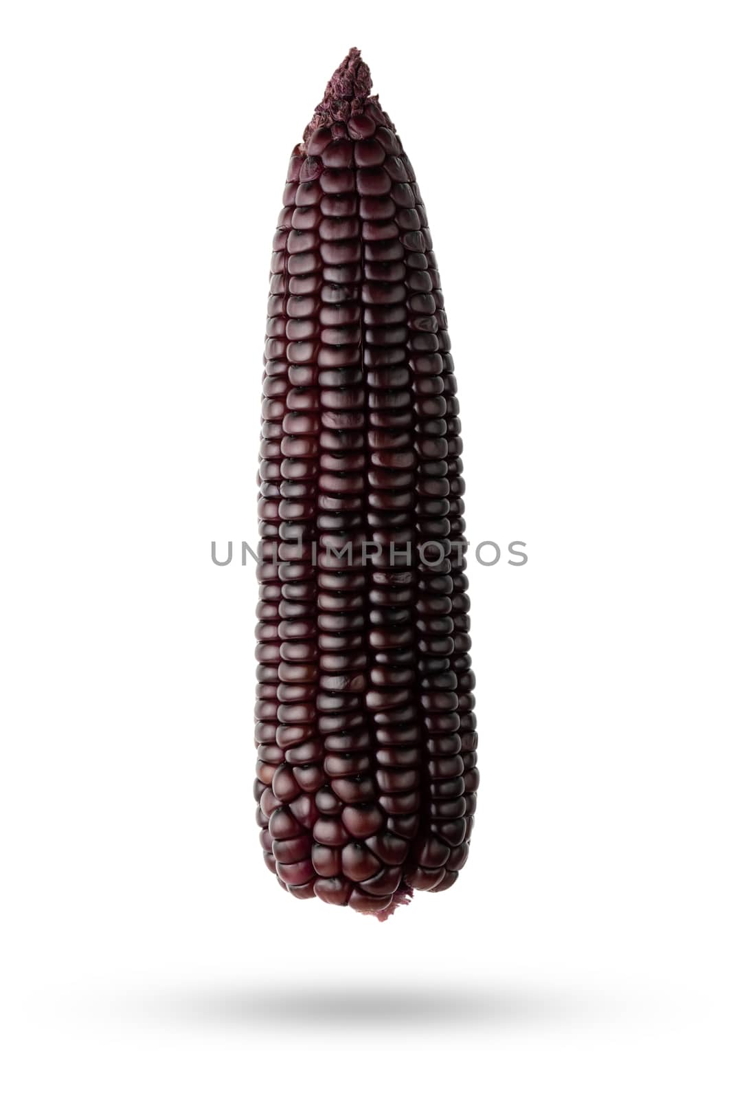 Isolate Purple corn with clipping path on white background. Conc by SaitanSainam