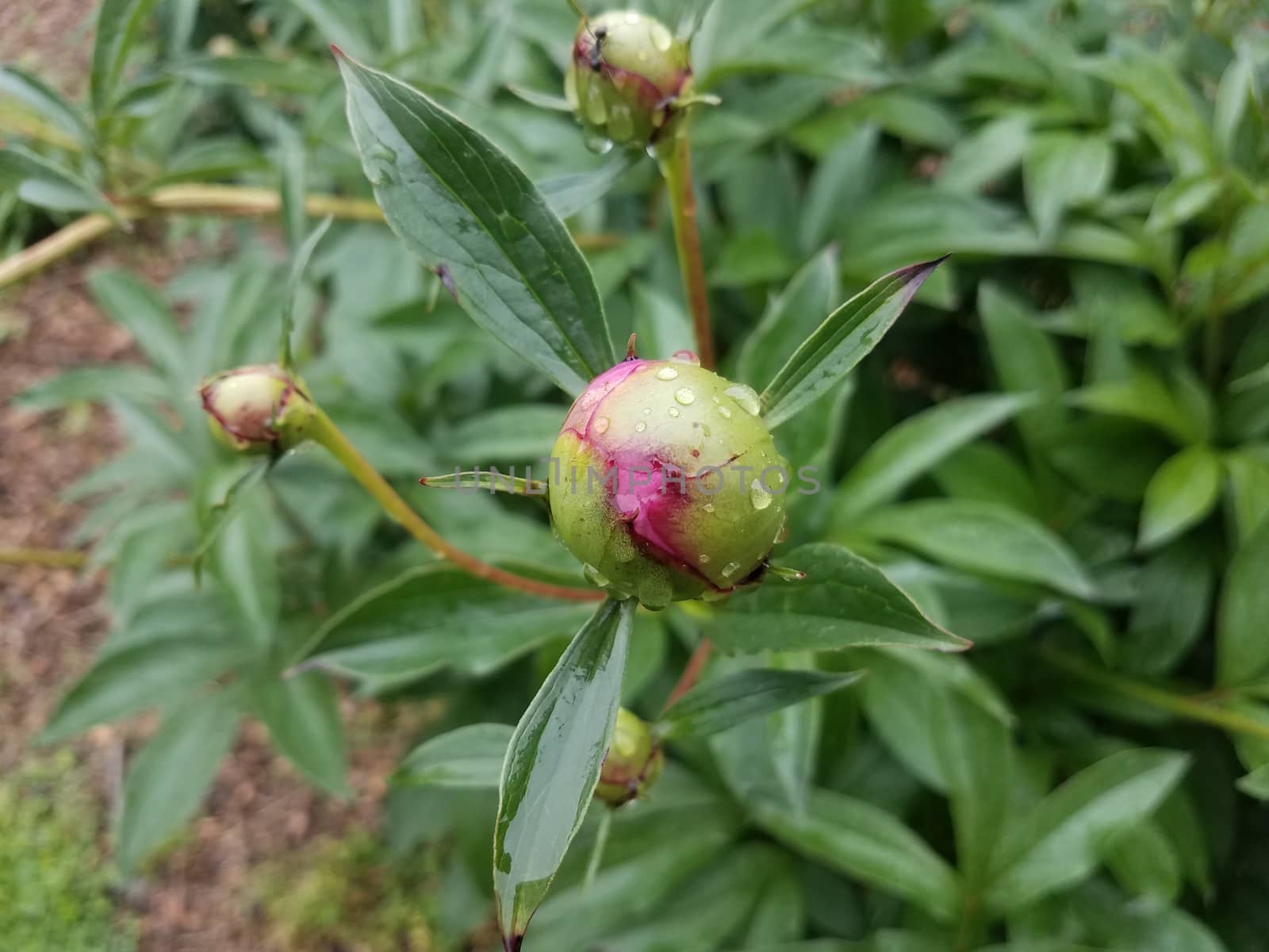 plant with green leaves and spherical pink flower bud blooming