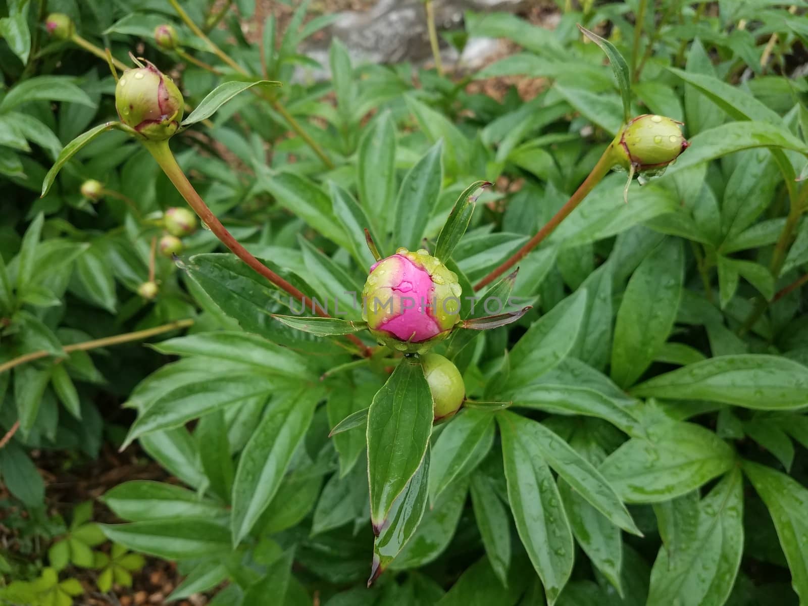 plant with green leaves and spherical pink flower bud blooming