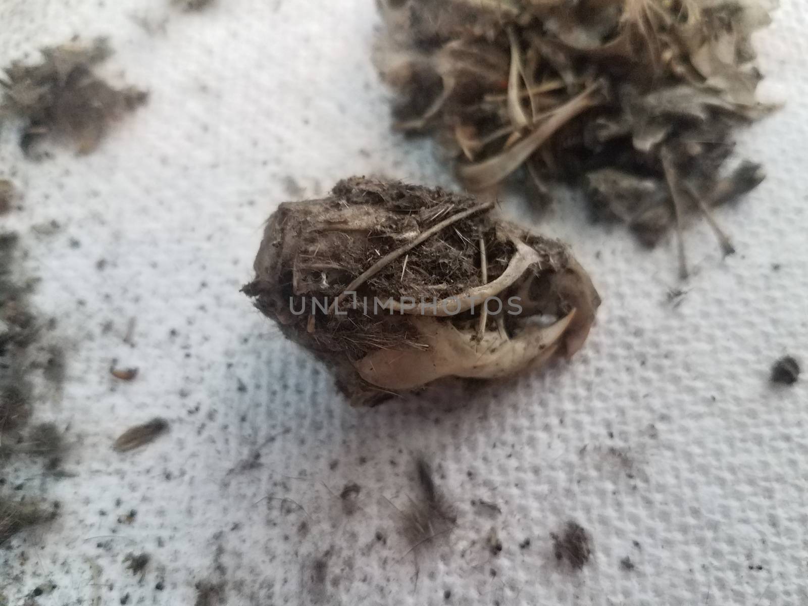 rat skull and pile of black hair from owl pellet and bones and paper towel