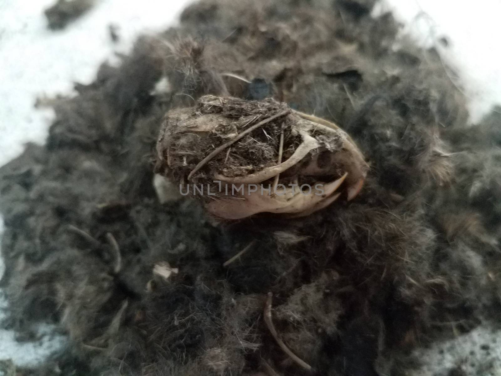 rat skull large pile of black hair from owl pellet and bones