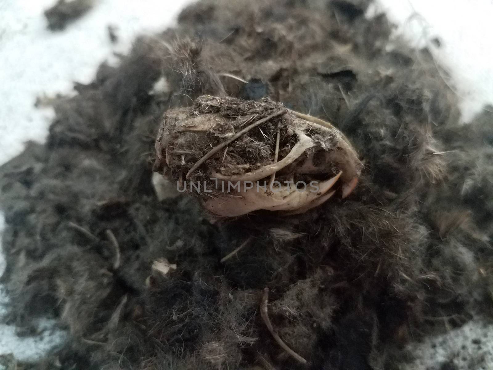 rat skull large pile of black hair from owl pellet and bones