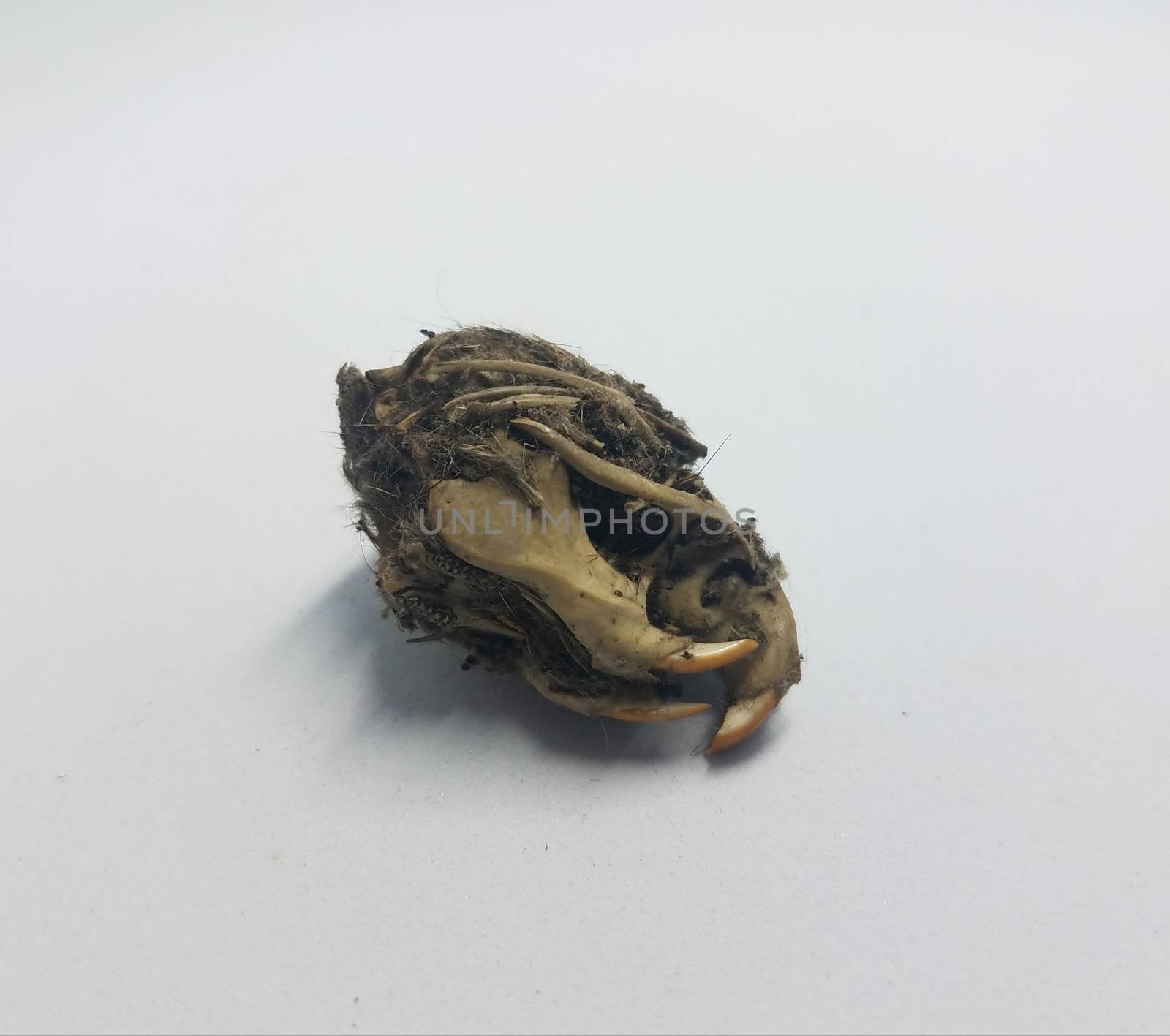 rat skull and teeth and black hair from owl pellet on white background by stockphotofan1