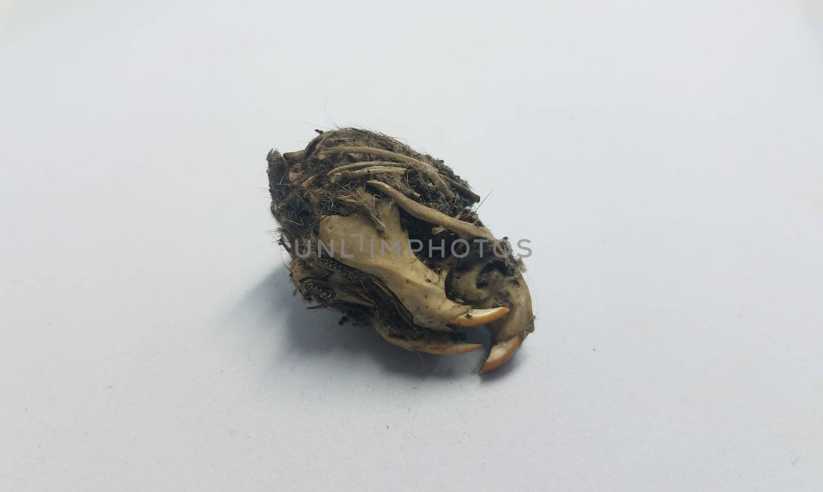 rat skull and jaw and teeth and black hair from owl pellet on white background