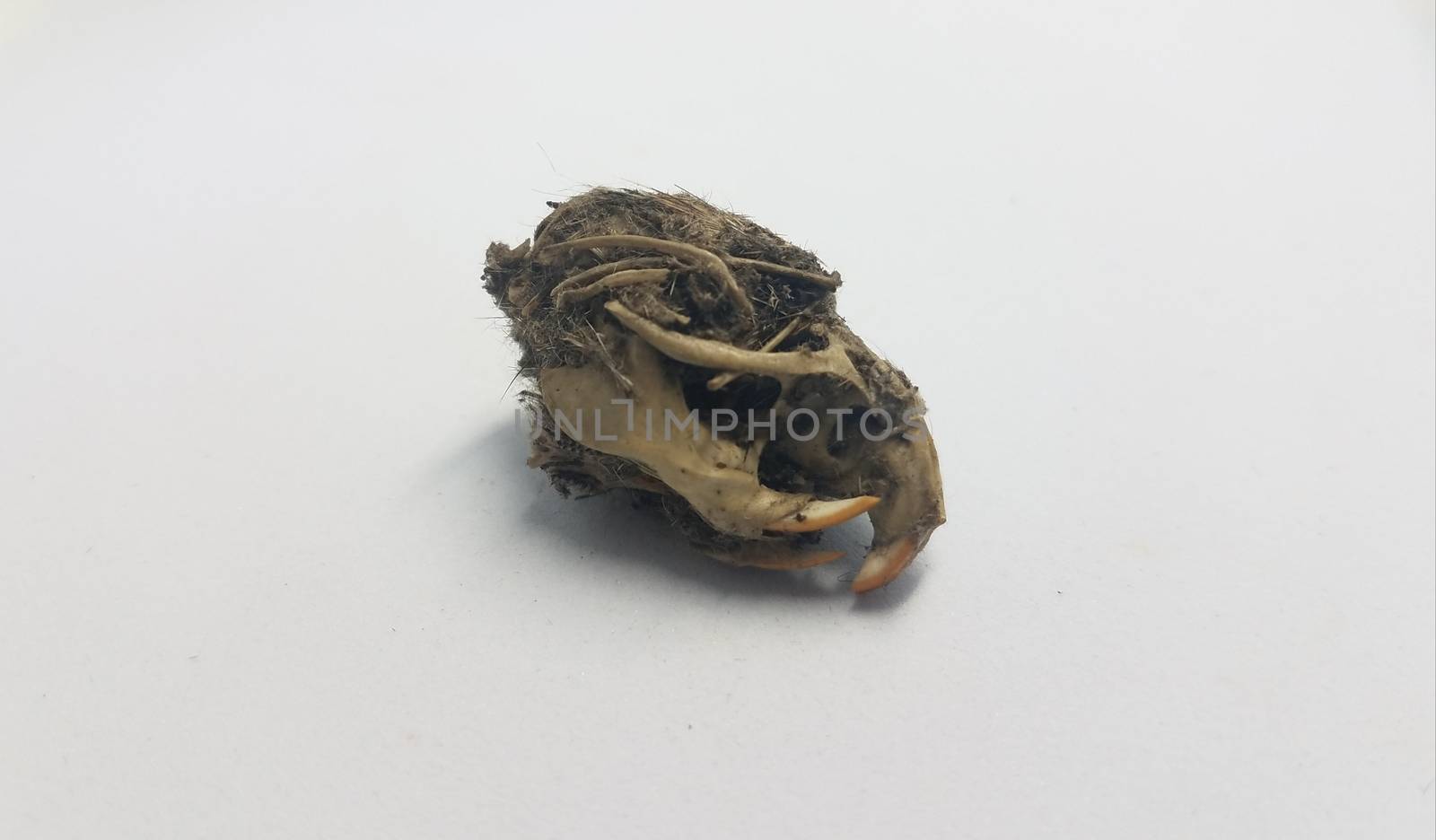 rat skull and jaw and teeth and black hair from owl pellet on white background