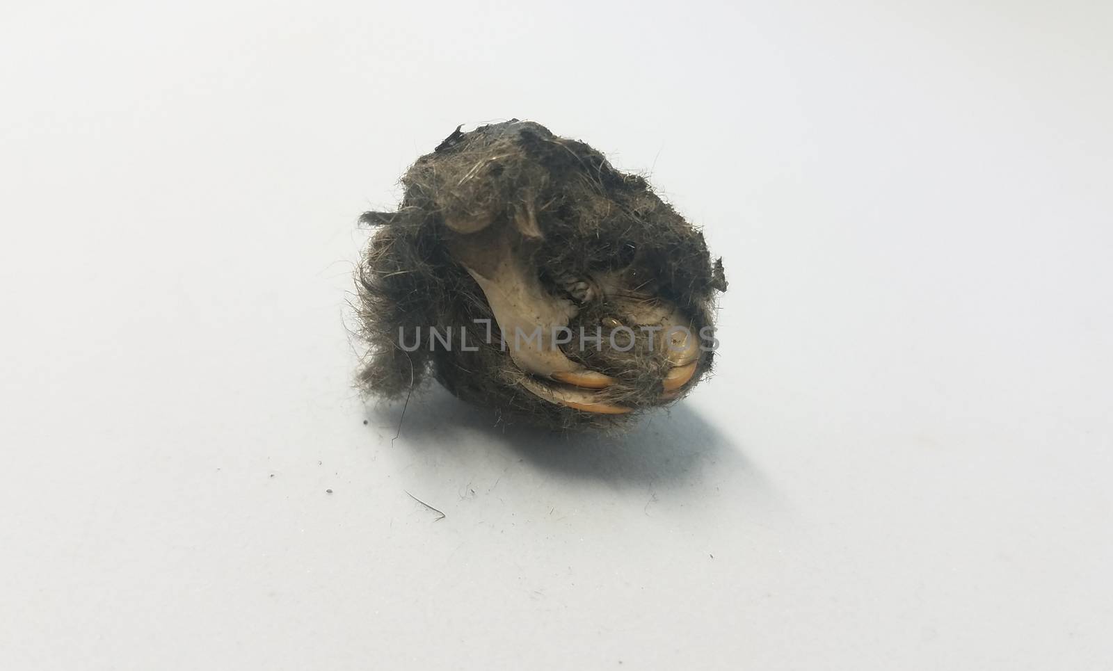 rat skull and jaw and teeth and black hair from owl pellet on white background