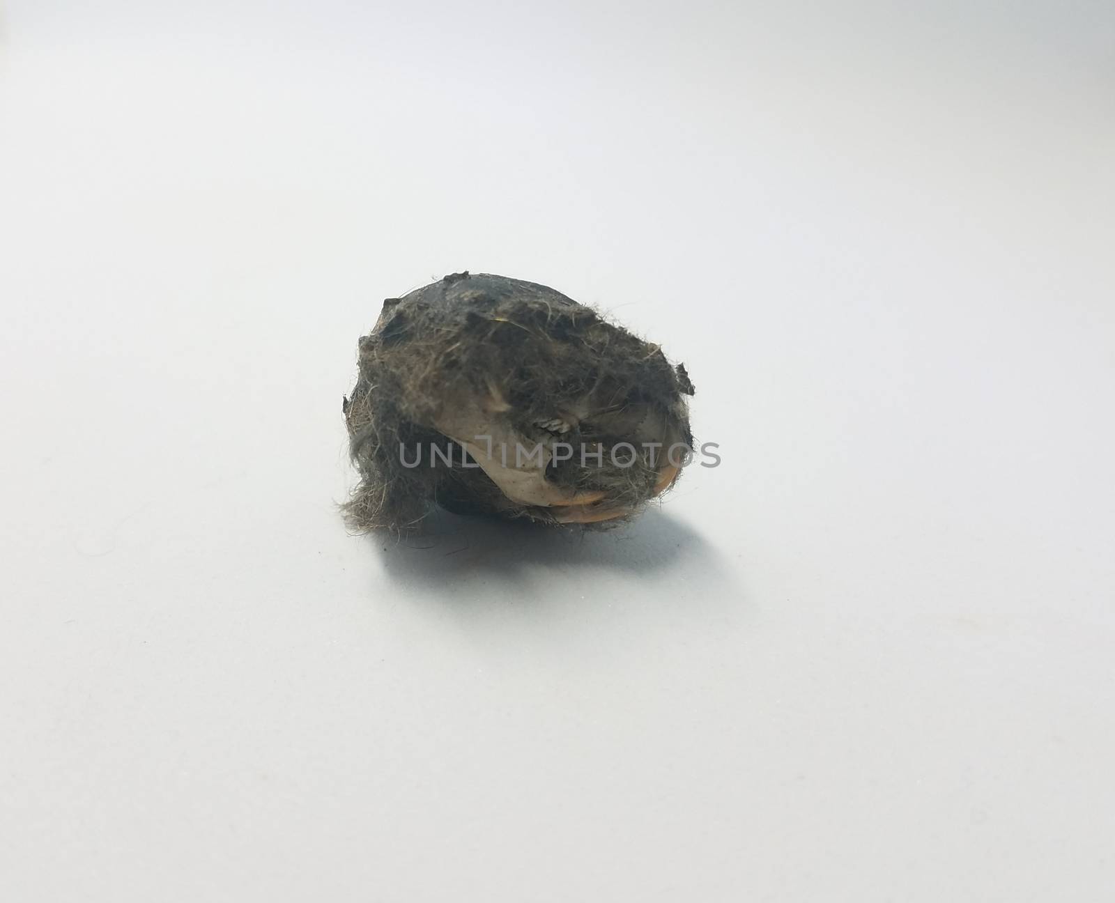 rat skull and jaw and teeth and black hair from owl pellet on white background