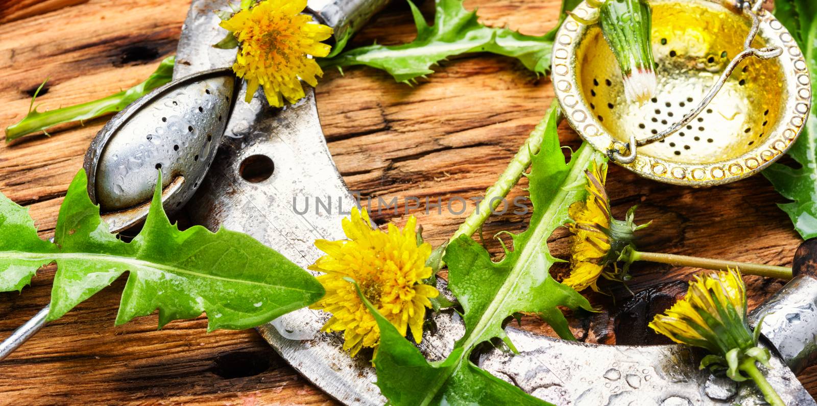 Medicinal plant dandelion or Taraxacum officinale.Dandelion leaves.Herbal apothecary.